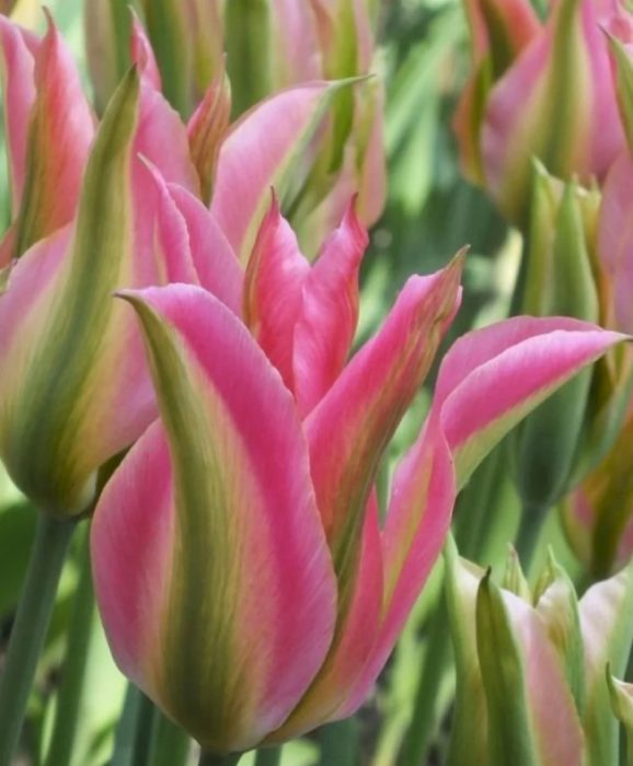 Тулип Виричич