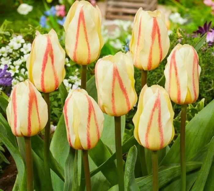 Тулип Бял огън