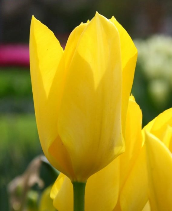 Жълт сорт Пурисима