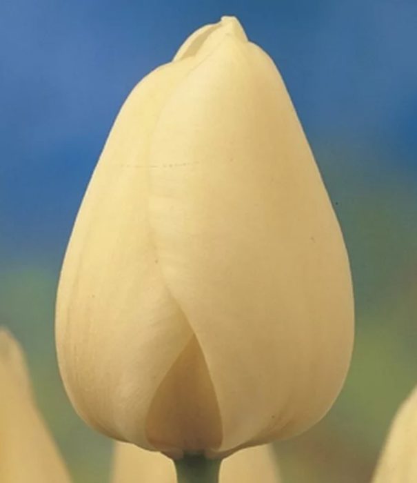 Сорт Айвъри Флорадейл