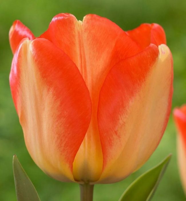 Американска мечта Лале