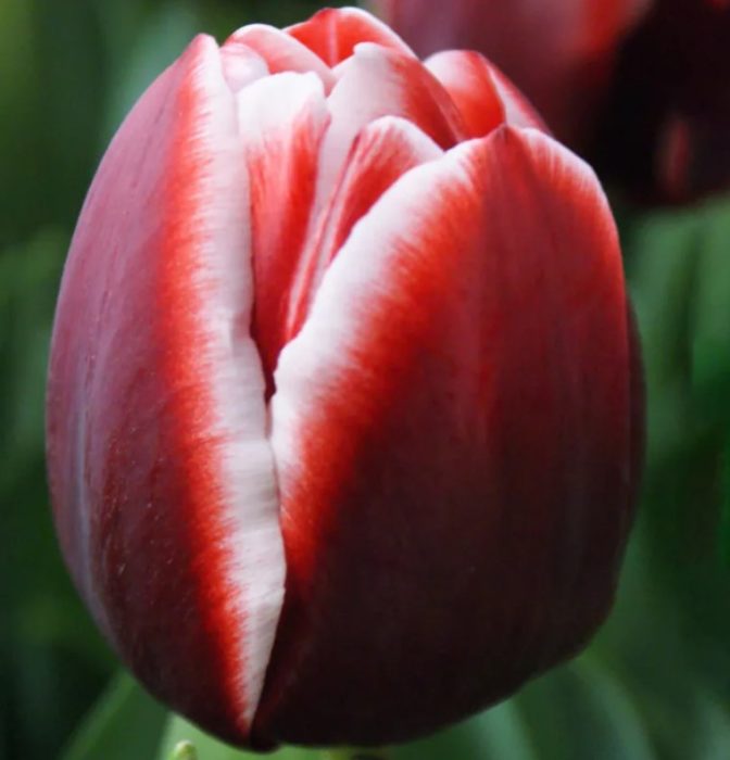 Лале от групата „Триумф“, сорт „Армани“