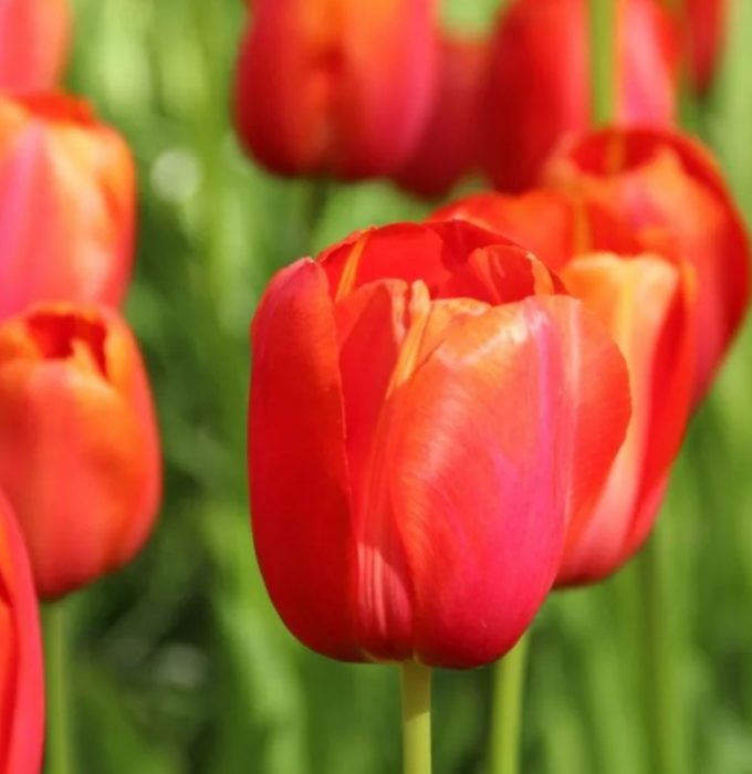 Тюлип Авиньон