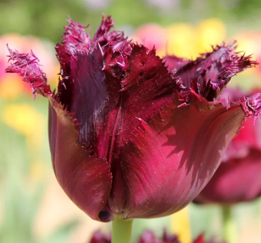 Разнообразие от ЧЕРНО БИЖУ