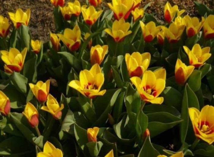 Сорт Джузепе Верди