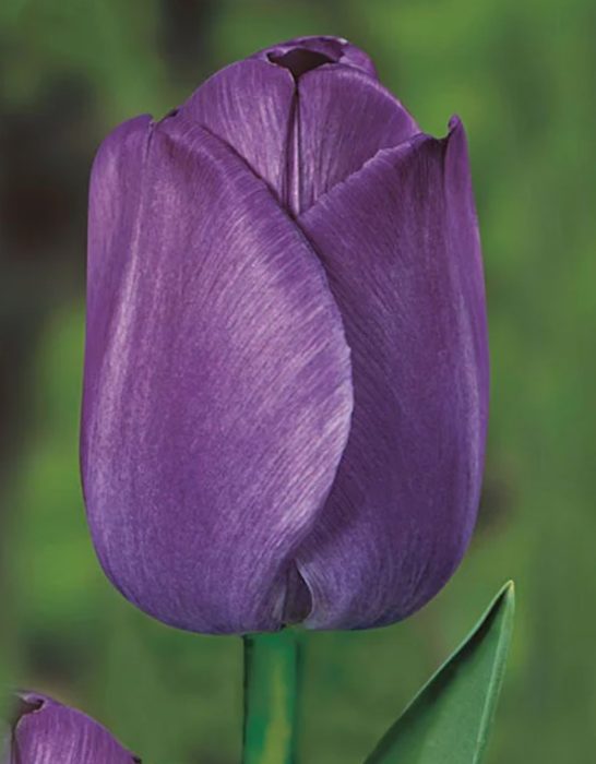 Тюлип Грьоз