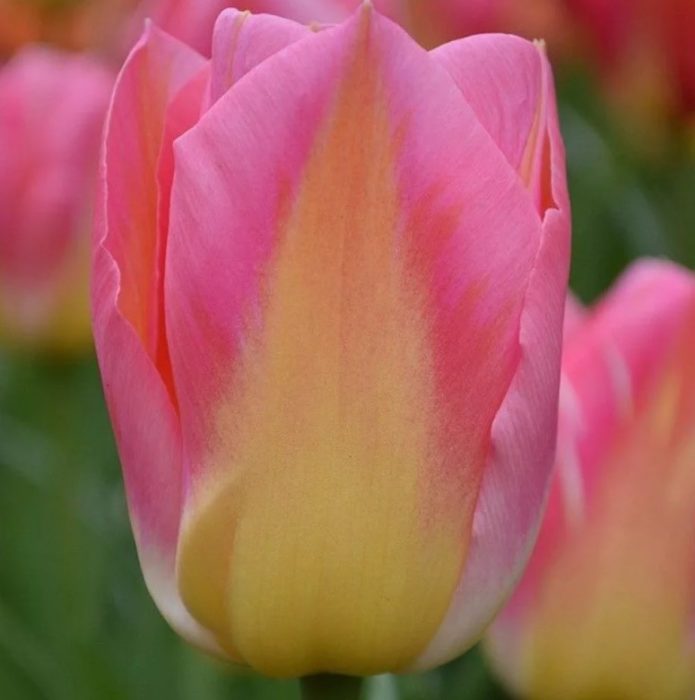 Разнообразие от заглавия