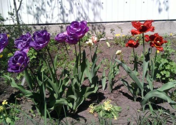 Лалета в градината