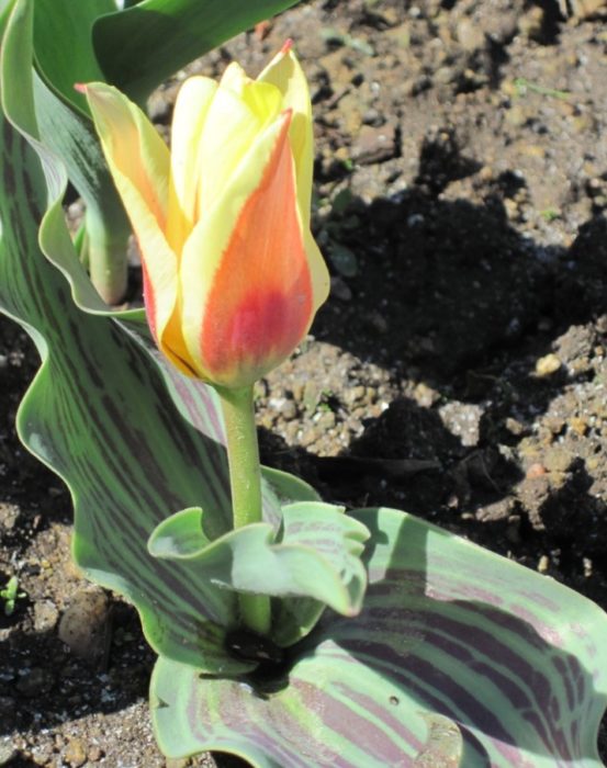 Лалето на Грейг