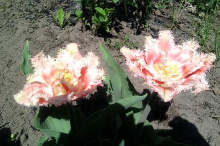 Розови лалета