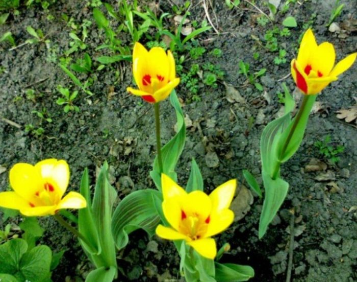 Сорт Джузепе Верди