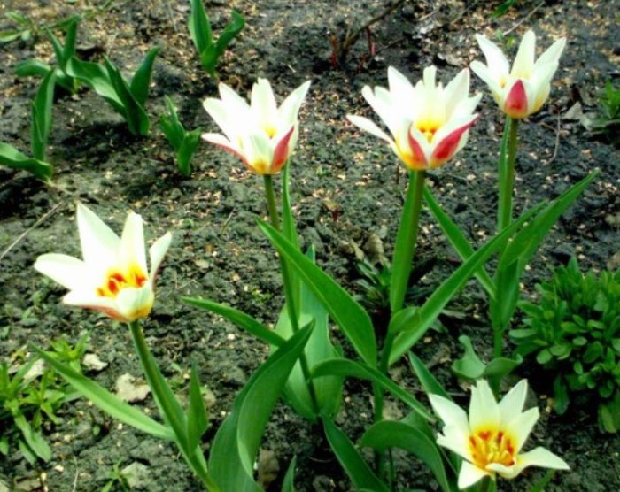 Разнообразие Йохан Щраус