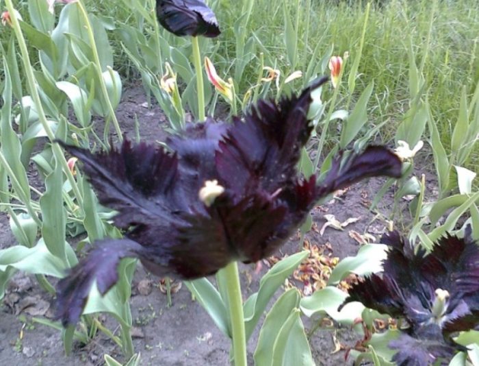 Черен папагалски лали