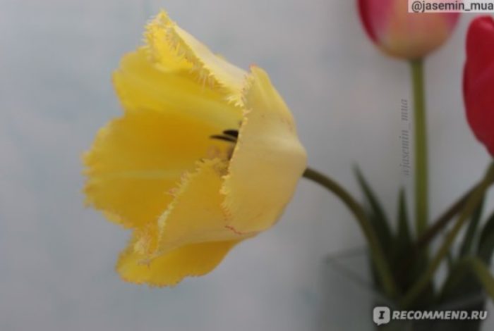 Лале с ресни