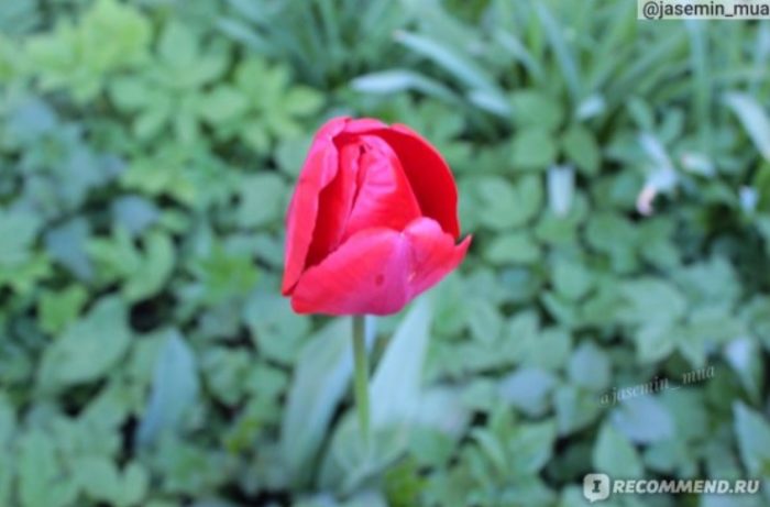 Ярко розов цвят