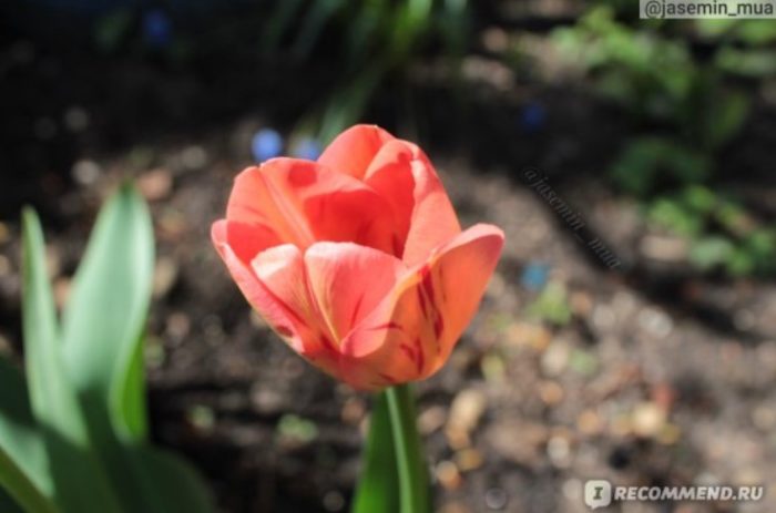 Красиви сортове лалета