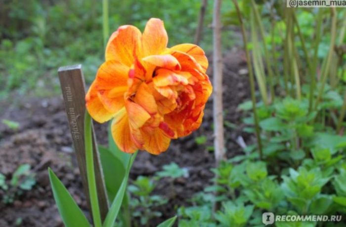 Необичайно лале