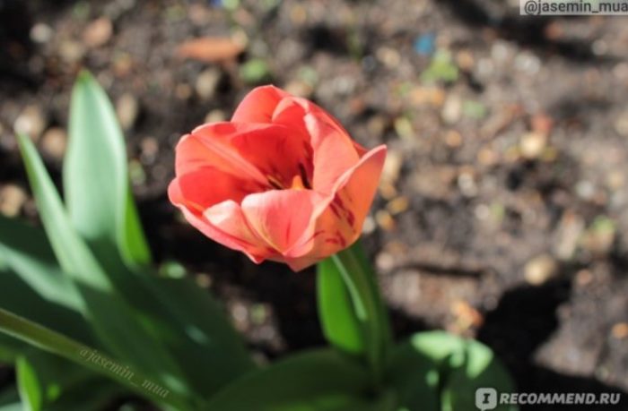 Рядък сорт лале