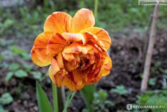 Папагалско лале