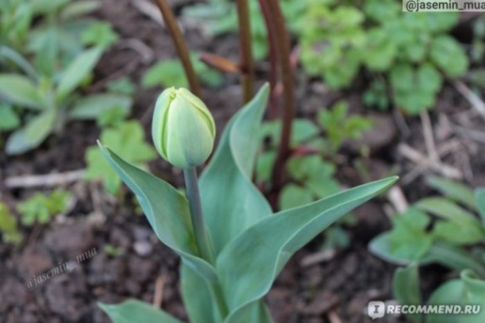 Цъфтящо цвете