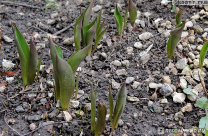 Засаждане на лалета