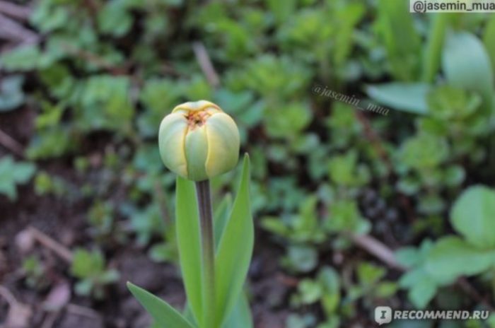 Махров лале