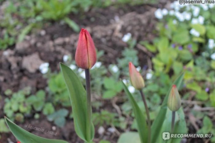 Прости лалета