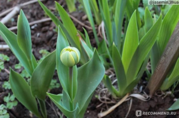 Лалето цъфти