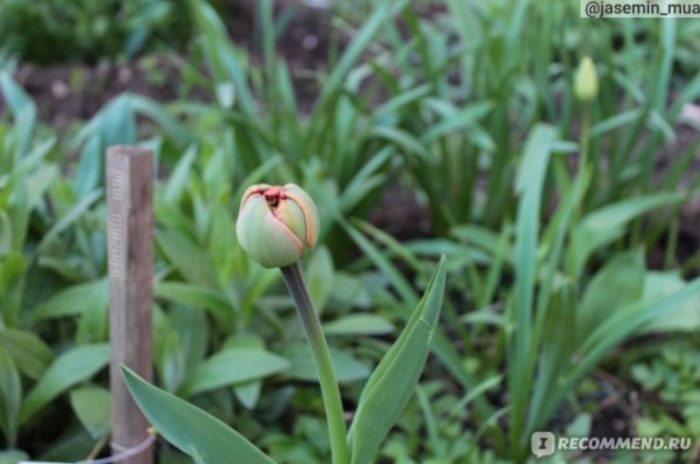 Лале в градината