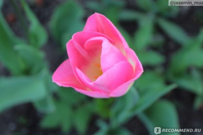 Холандско розово лале