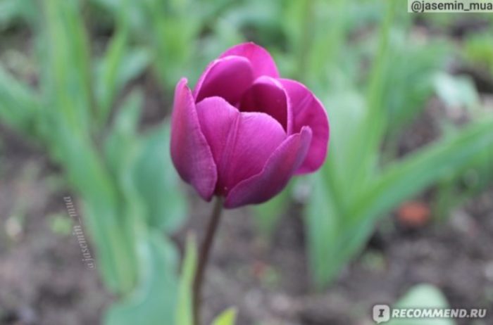 Лилаво лале