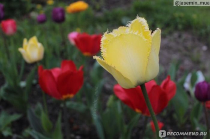 Холандски лалета