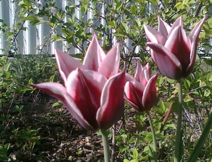 Тулип Райка