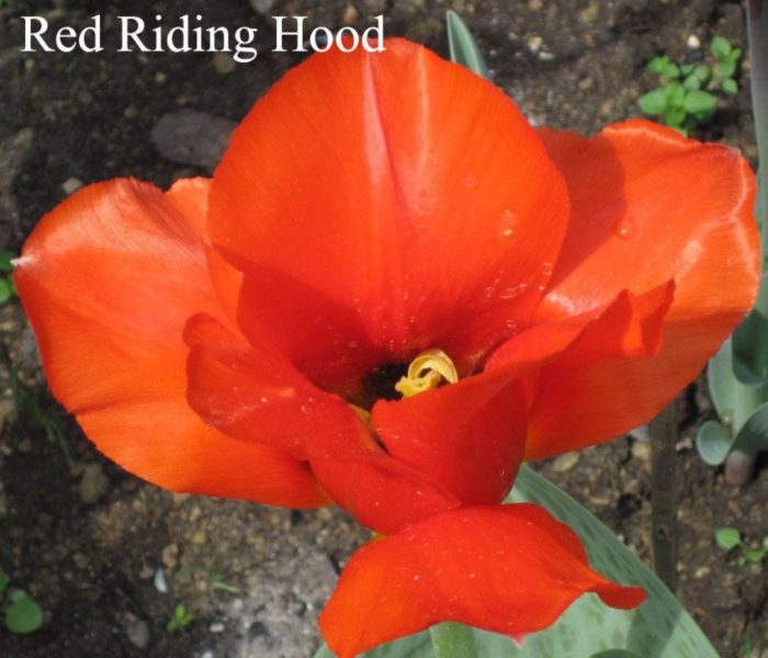 Разнообразие от Червената шапчица