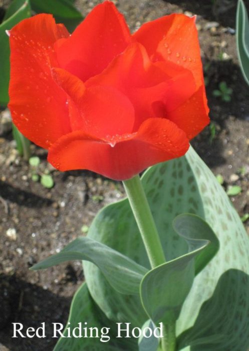 Лале на Грейг „Червената шапчица“