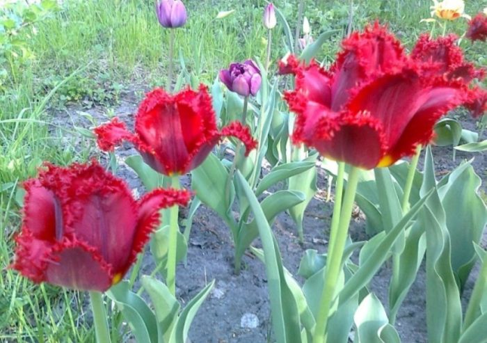 Лале от Валери Гергиев