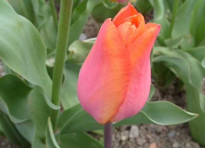 Тулип Австрийски принц