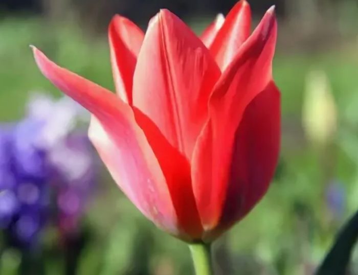 Сорт Принцепс