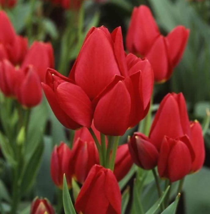 Сорт Червена Жоржета