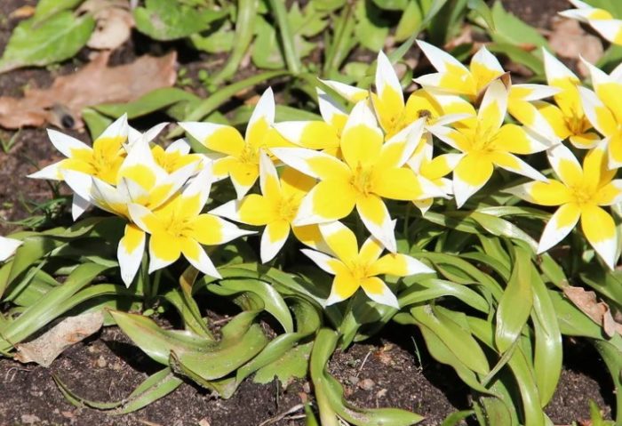 Тюлип Слънчев