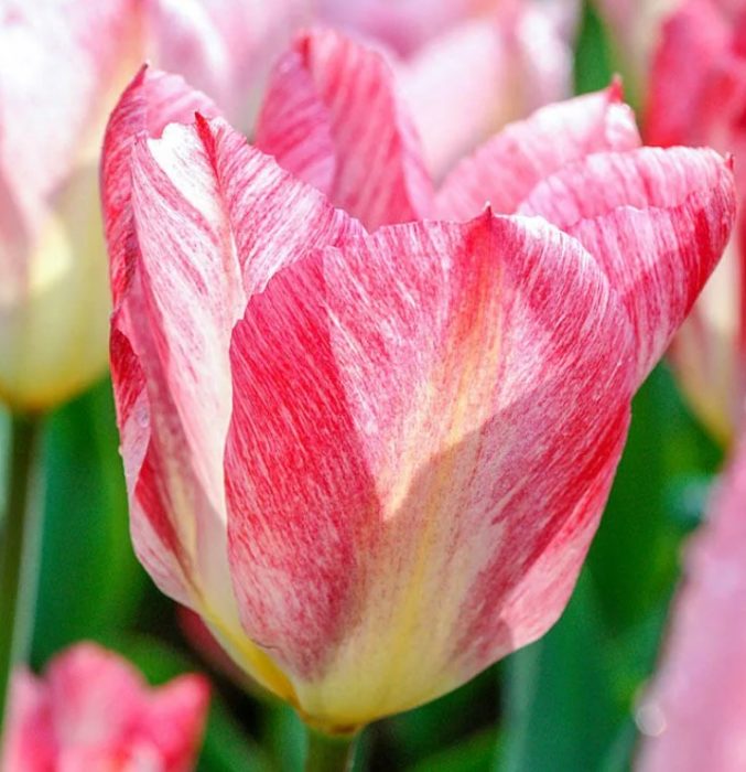 Сорт Пламтяща Пурисима