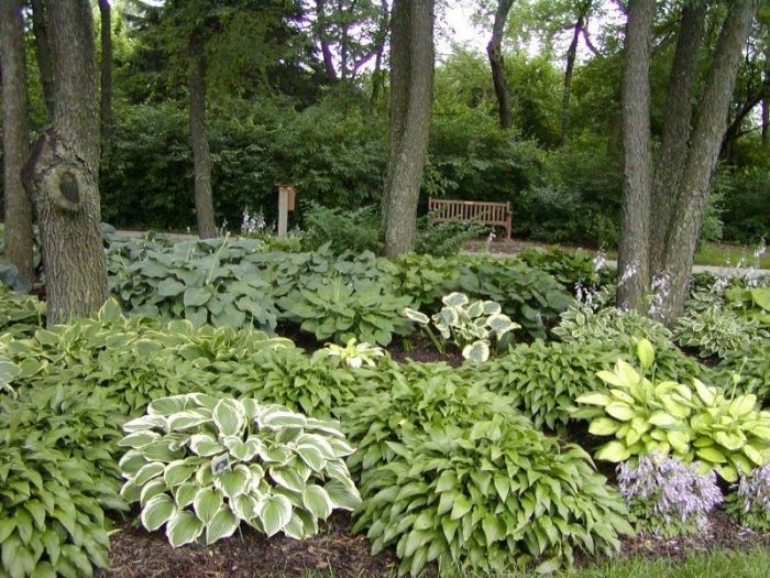 Растения на сянка