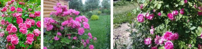 Εκατονταετές Τριαντάφυλλο