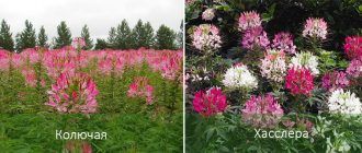 Видове Клеоме