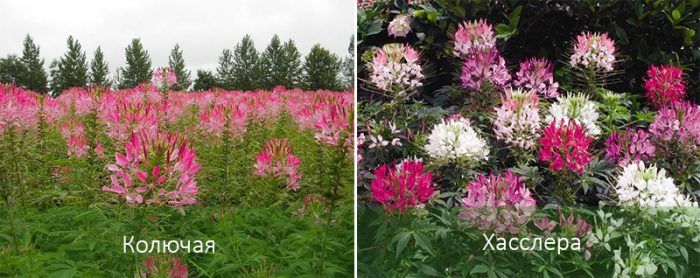 Τύποι Κλεόμης