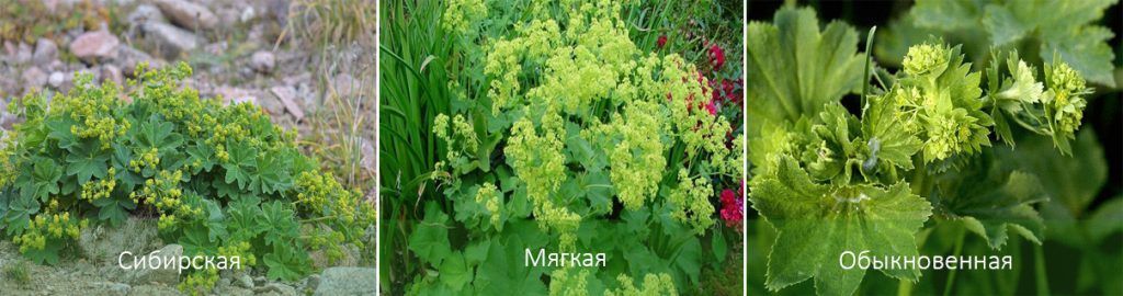 Видове белезници