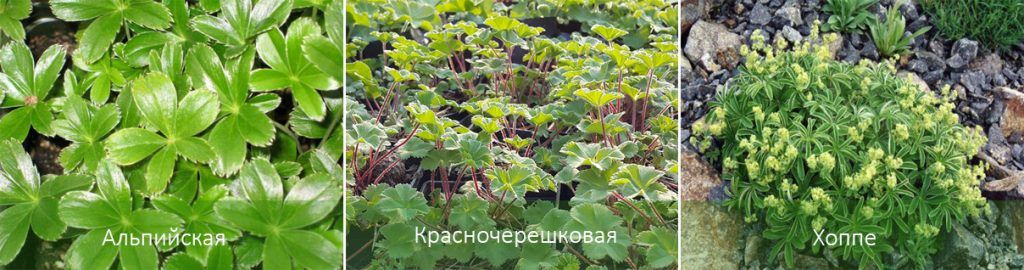 Видове белезници