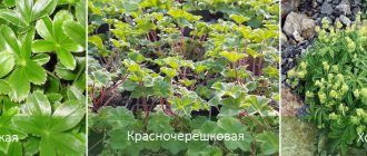 Видове белезници