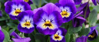 Рогата виола