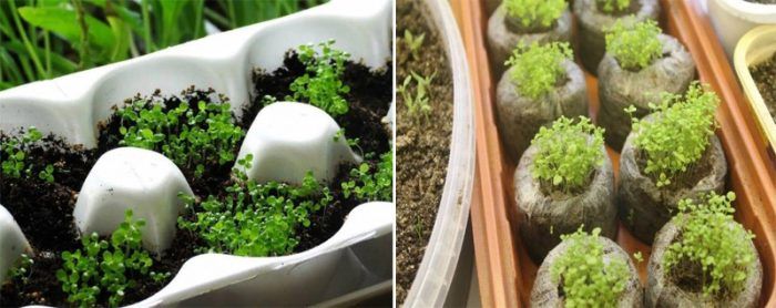 Отглеждане на лобелия